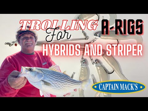 Captain Mack Mini Mack Shad With Blades Umbrella Rig TR5-B – Hammonds  Fishing